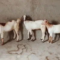 ...|گل و گیاه طبیعی|میناب, |دیوار