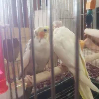 عروس هلندی|پرنده|شیراز, شهرک کوشکک|دیوار