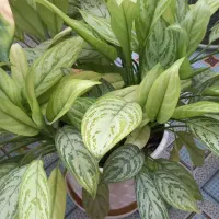 گل طبیعی|گل و گیاه طبیعی|شیراز, زیباشهر|دیوار