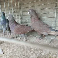 کبوتر پرشی|پرنده|یزد, |دیوار