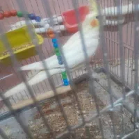 عروس هلندی|پرنده|اردبیل, |دیوار