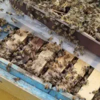 زنبور عسل کارنیکا