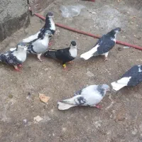 ۳۰تاکفتر یا کبوتر معاوضه با کله سینه|پرنده|چناران, |دیوار