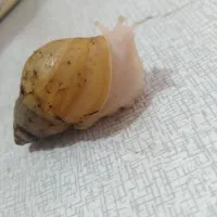 حلزون البینو