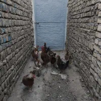 مرغ و خروس|حیوانات مزرعه|محمدیه-قزوین, |دیوار