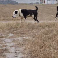 سگ الابای  برای کشش|سگ|مشهد, کوه سنگی|دیوار