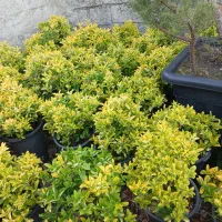 شمشاد طلایی سطل ۱۲