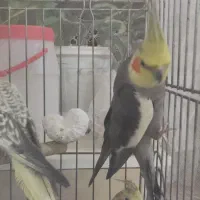 ۴عدد عروس هلندی