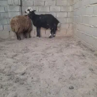 بره قوچی خوشکل و خوشتیپ جنس دار