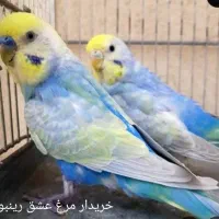 مرغ عشق انگلیسی رینبو|پرنده|مشهد, شهرک امام هادی (شهرک غرب)|دیوار