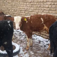 گوساله نر|حیوانات مزرعه|بوئین زهرا, |دیوار