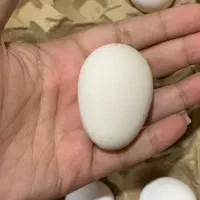 تخم نطفه دار گلین اصل بدون پر رنگی