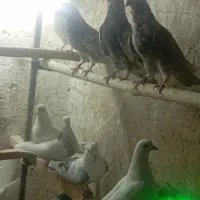 کبوتر پرشی درجه یک یک حاصل چندسال زحمت