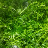 سبزی تازه خانگی (خرید بیشتر،ارسال رایگان)
