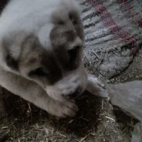 واگذاری طوله سگ