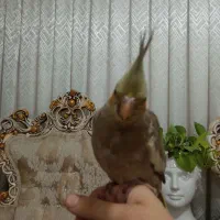 جوجه عروس هلندی