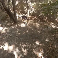 واگذاری توله ژرمن|سگ|هشتگرد, فشند|دیوار