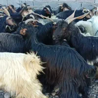 40راس بز وبزغاله