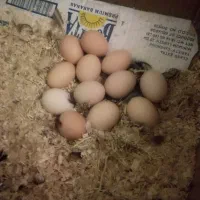 تخم مرغ|حیوانات مزرعه|یاسوج, |دیوار