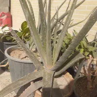 الوئه ورا|گل و گیاه طبیعی|پیر بکران, |دیوار