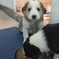 سگ واکسن خورده