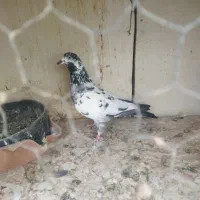 همه عالی به شرط گرفتنی هستن|پرنده|تهران, هاشمی|دیوار