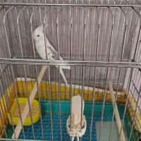 دوکت البینو|پرنده|قزوین, |دیوار