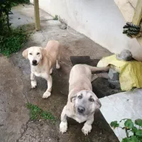 وااگذار ی ماده سگ|سگ|لاهیجان, آهندان|دیوار