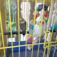 یک جفت عروس هلندی نر و ماده