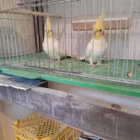 عروس هلندی لوتینو