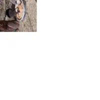 24000000|گربه|اصفهان, راران|دیوار