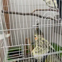 2 جفت عروس هلندی|پرنده|اصفهان, کوهانستان|دیوار