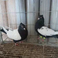 کبوترکله ای سینه سیاه