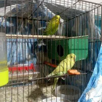 مرغ عشق با جوجه