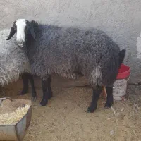 قوچ شال