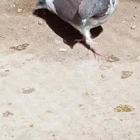 کبوتر|پرنده|کن, |دیوار