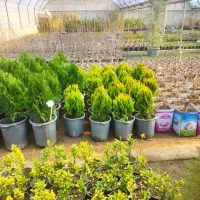 خدمات باغبانی پردیس مهرآباد دماوند رودین جاجرود