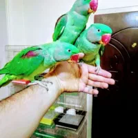 دریای شاه طوطی ملنگو نر ماده دستی سخنگو ضمانت کتبی