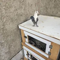 کربلایی سرسفید مخملی کلاهی|پرنده|کرمان, |دیوار