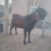 بز نر پاکستانی