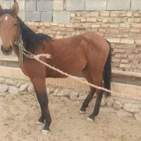 اسب