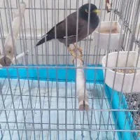 مرغ مینا سخن گو وبا هوش