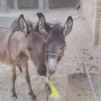 فروش الاغ مادر و بچه
