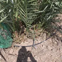 نخل خاصی ومضافتی منطقه فسارو