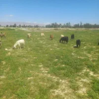 بز  کهره دار