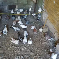 کبوتر|پرنده|سنگر, |دیوار