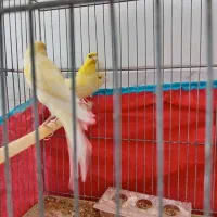 نرو ماده قناری وجوجه گل به سر|پرنده|نجف‌آباد, مولوی شمالی|دیوار