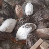 ماکت‌بلدرچین ایوان