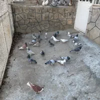 کبوتر پلاکی|پرنده|تهران, بهارستان|دیوار