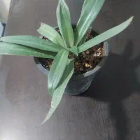 کاکتوس و  بید بنفش ( موسی در گهواره)